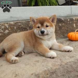 Danny, Shiba Inu Puppy